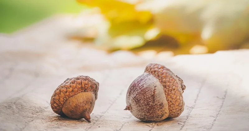 Le calendrier saisonnier que personne ne donne vraiment