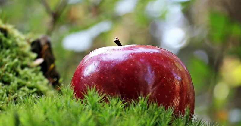 Recette mousse aux fruits facile pour finir un repas